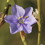 Aristea tortulosa